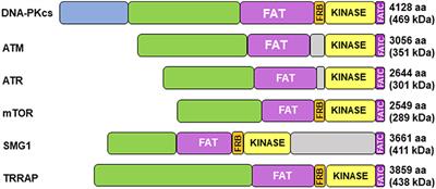 DNA-PK as an Emerging Therapeutic Target in Cancer